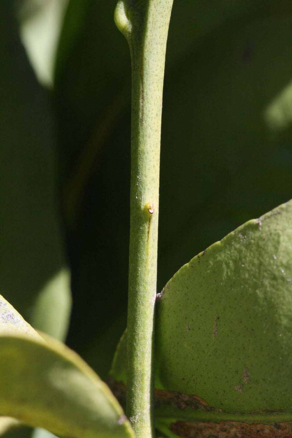              First year twig (Riverside, CA)       